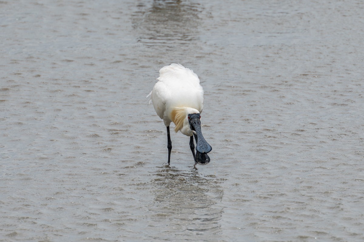 Black-faced Spoonbill - Paul Ha