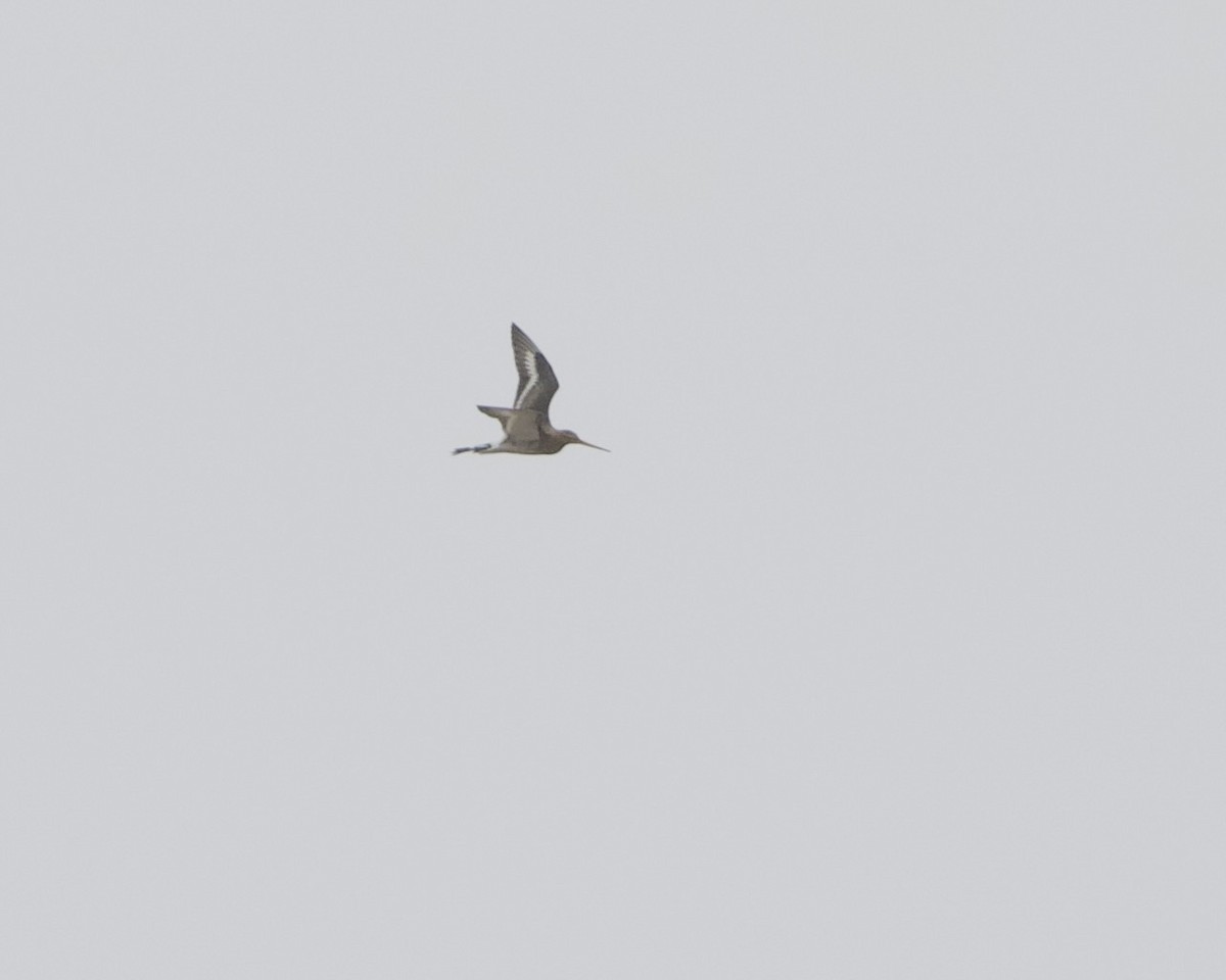 Black-tailed Godwit - Terence Degan