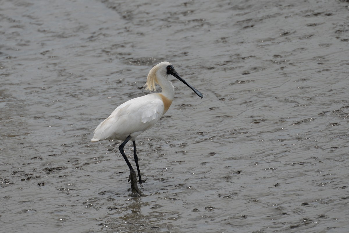 Black-faced Spoonbill - Paul Ha