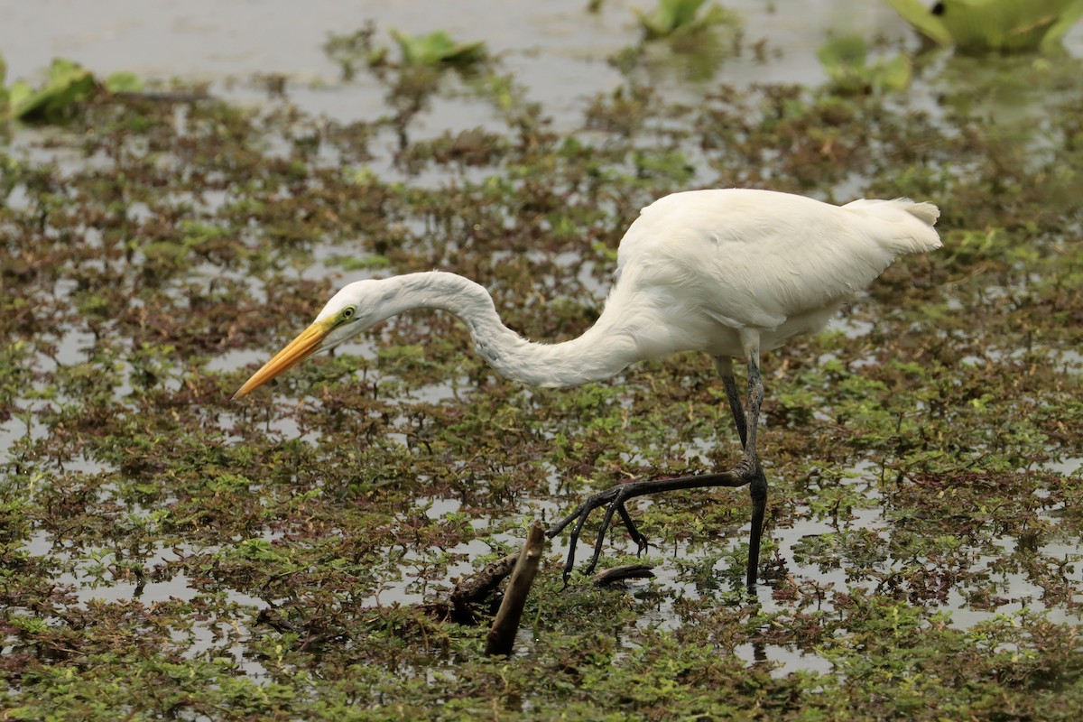 Great Egret - ML618890583