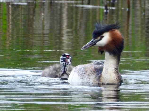 Great Crested Grebe - Andy Todd