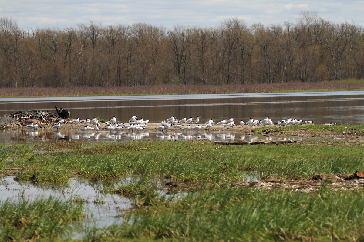 Caspian Tern - ML618890595
