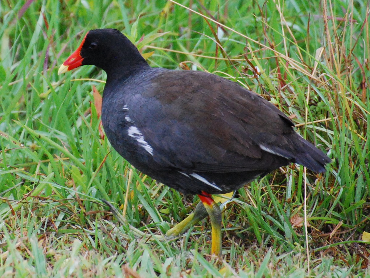 Common Gallinule - ML618890605