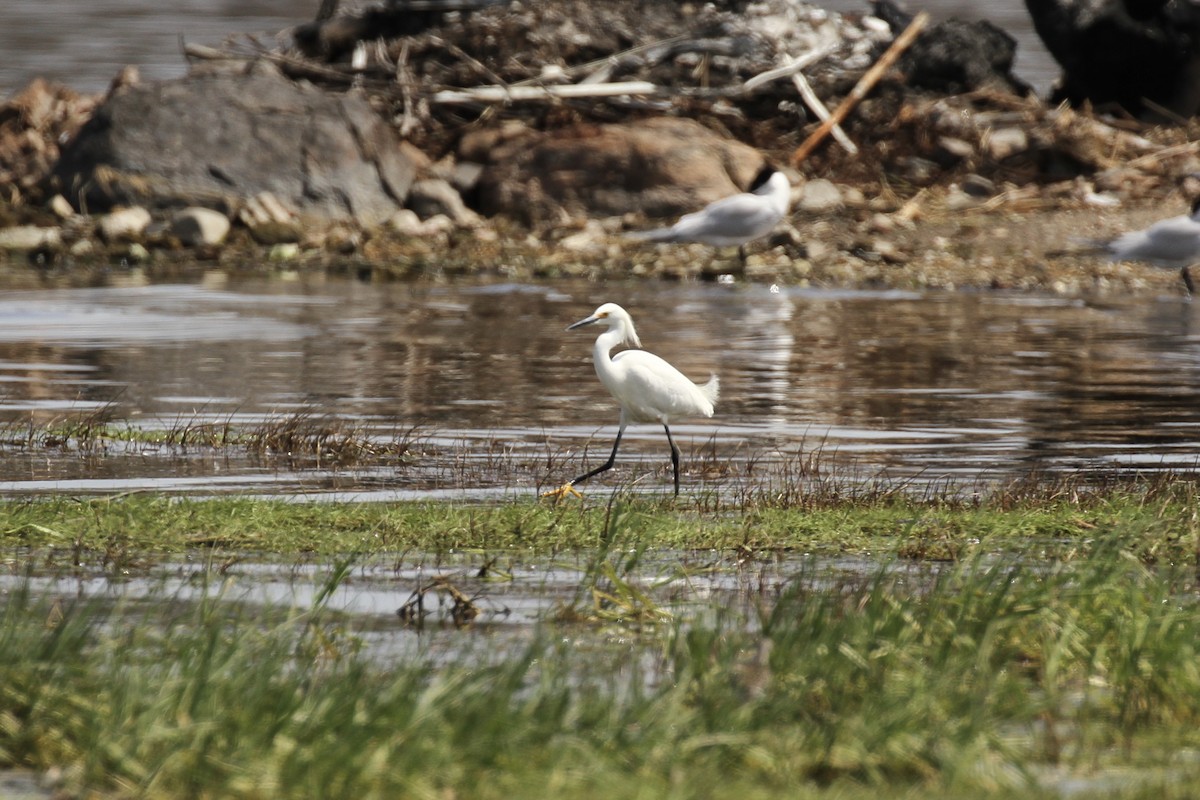 Snowy Egret - ML618890623