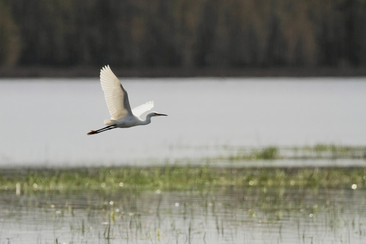 Snowy Egret - ML618890624