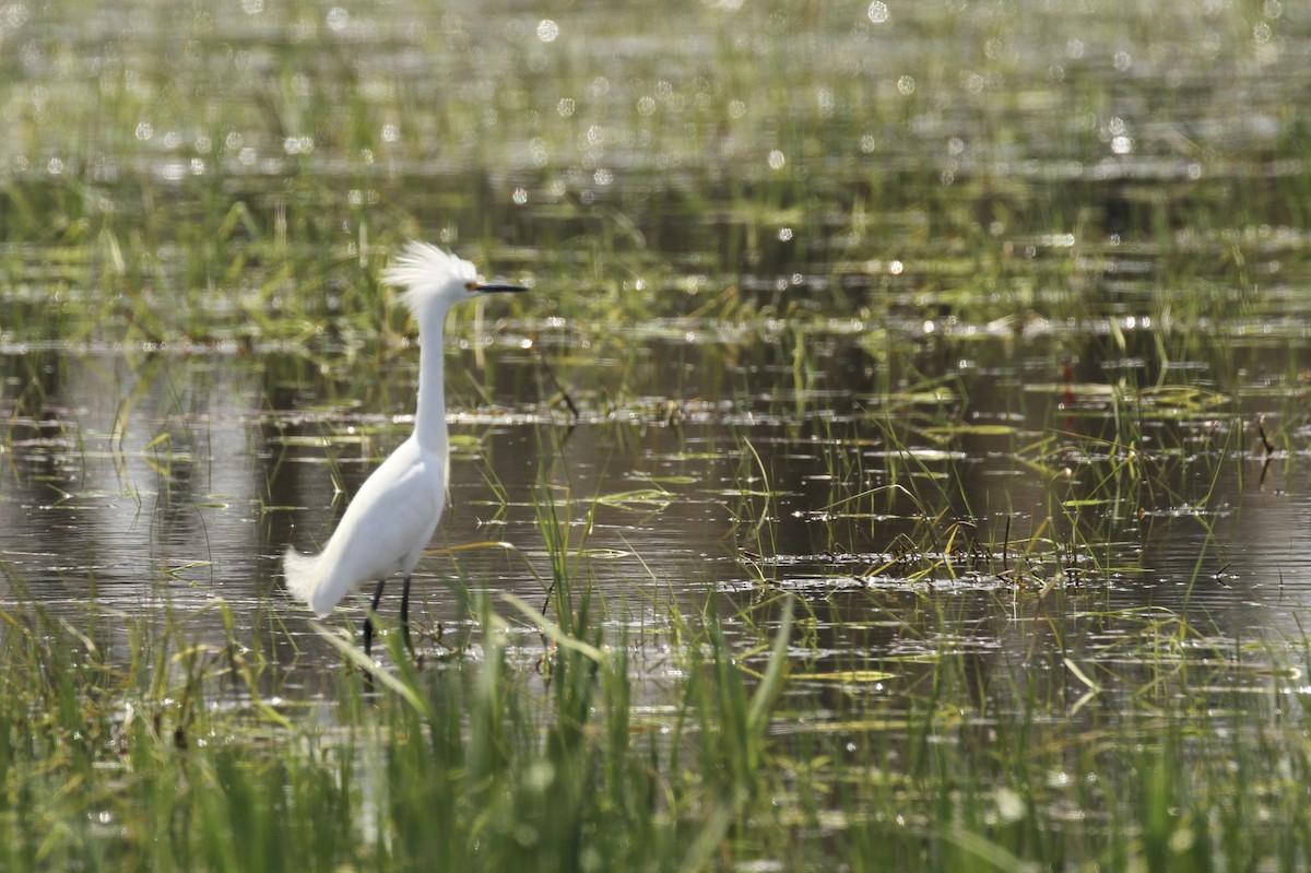 Snowy Egret - ML618890625