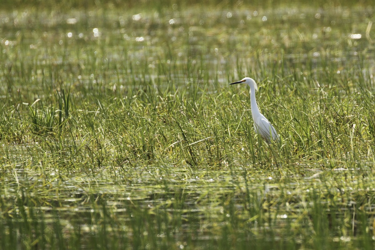 Snowy Egret - ML618890626