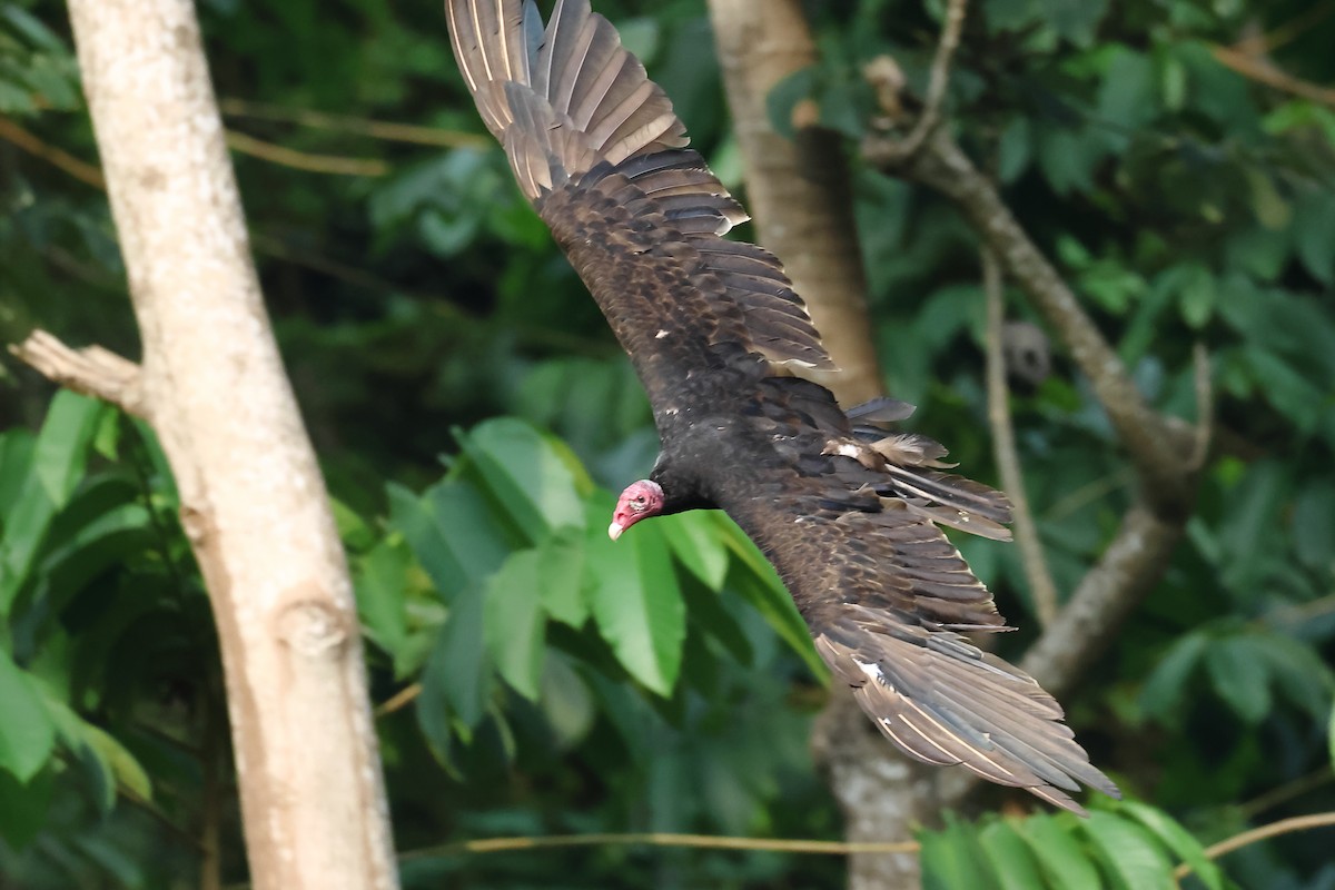 Turkey Vulture - Vinicio Cruz