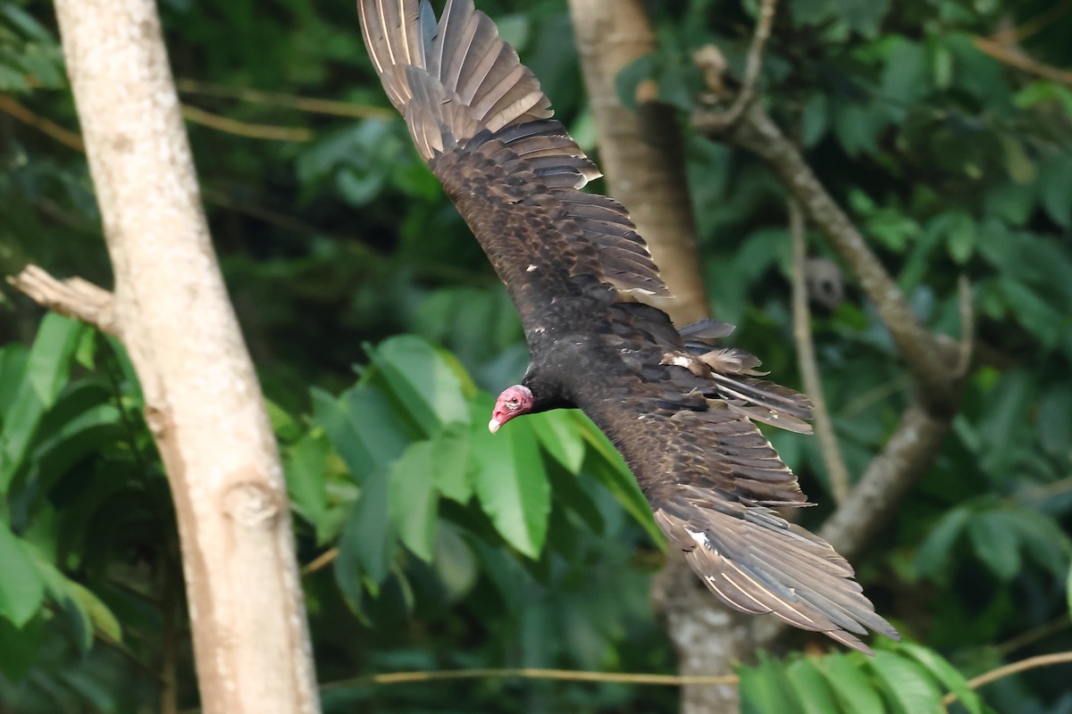 Turkey Vulture - ML618890643