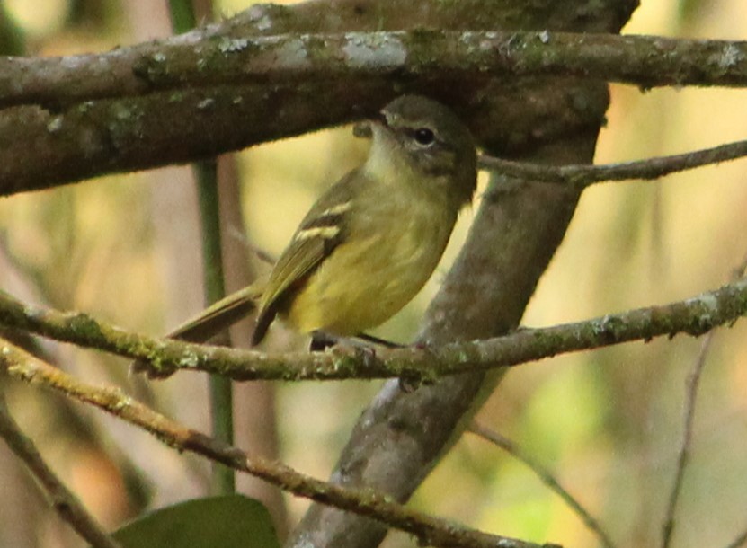 Mottle-cheeked Tyrannulet - Miguel  Magro