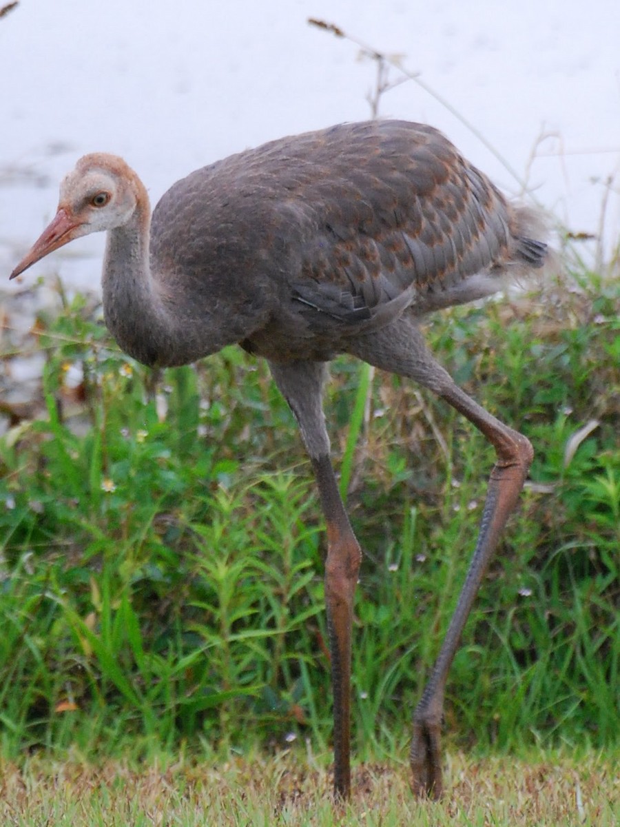 Sandhill Crane - ML618890651