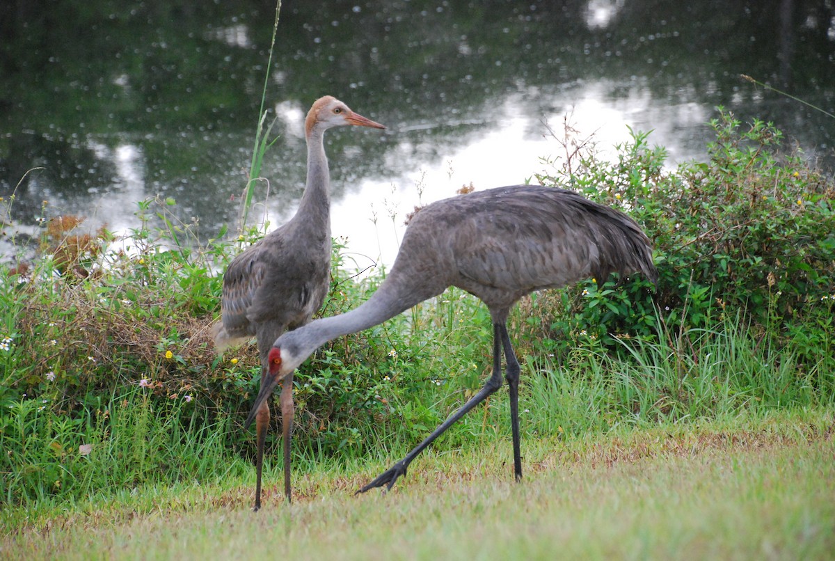 Sandhill Crane - ML618890655