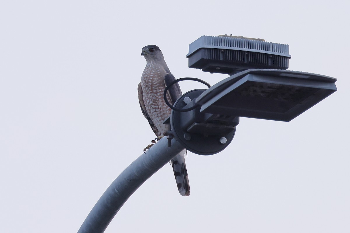 Cooper's Hawk - Fernanda Araujo