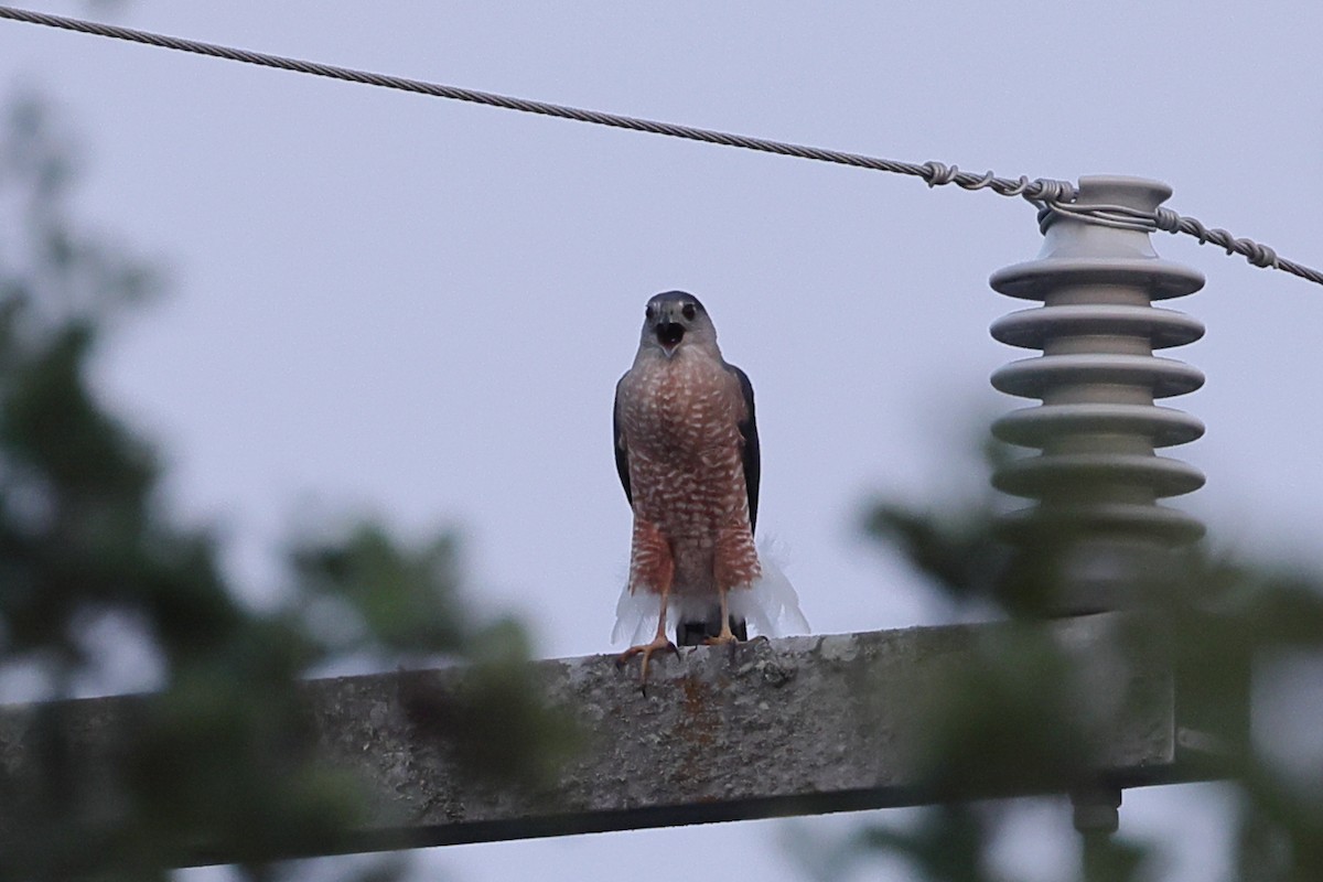 Cooper's Hawk - ML618890676