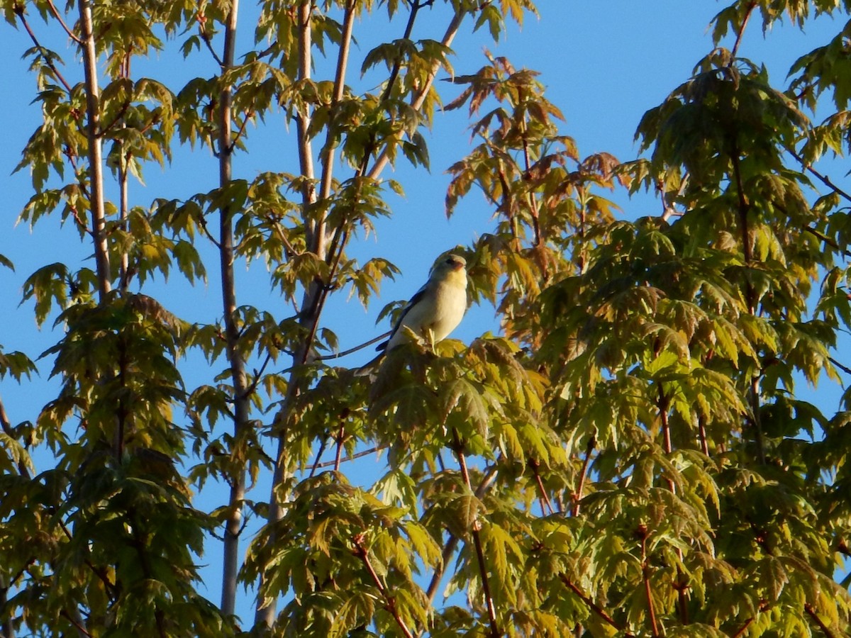 American Goldfinch - Scott Freeman