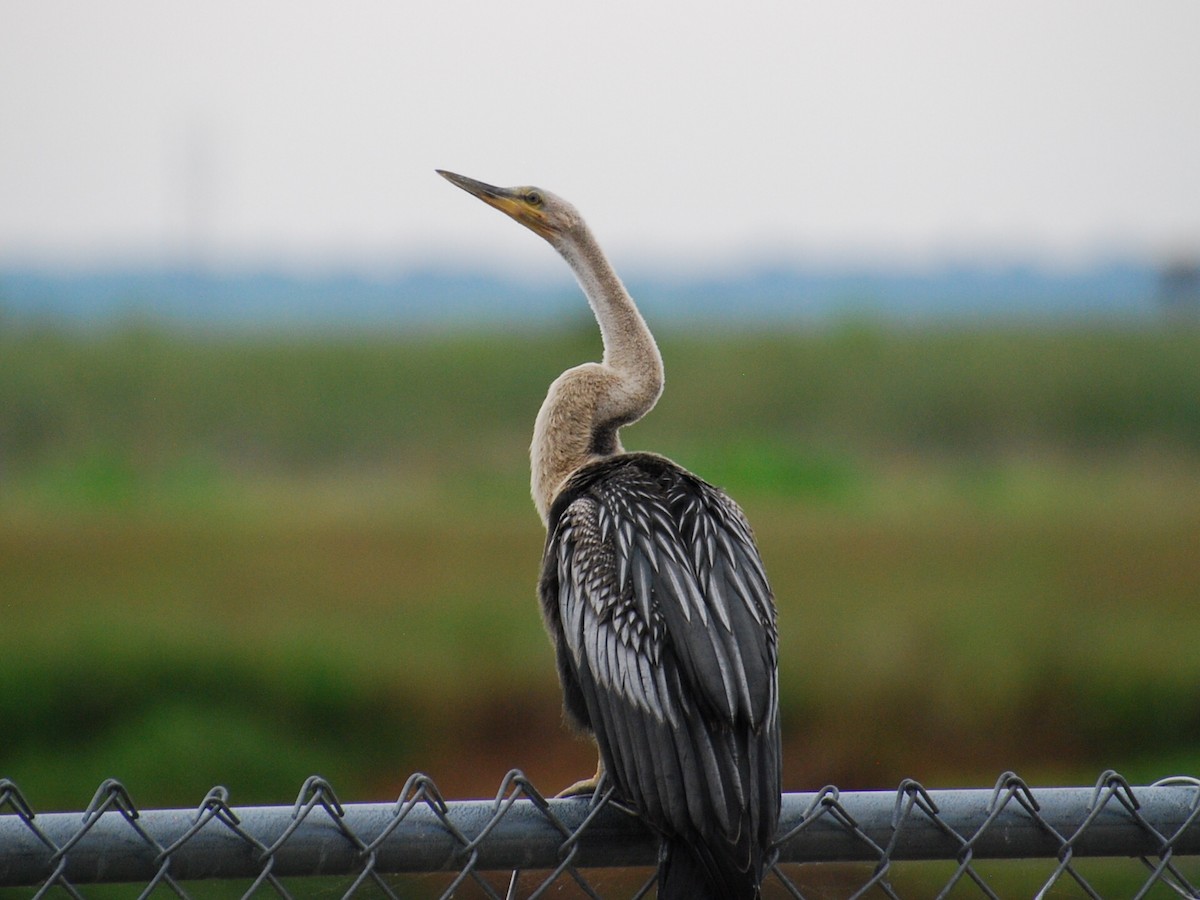 Anhinga - ML618890686