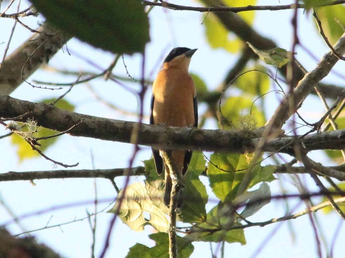 Fawn-breasted Tanager - ML618890700