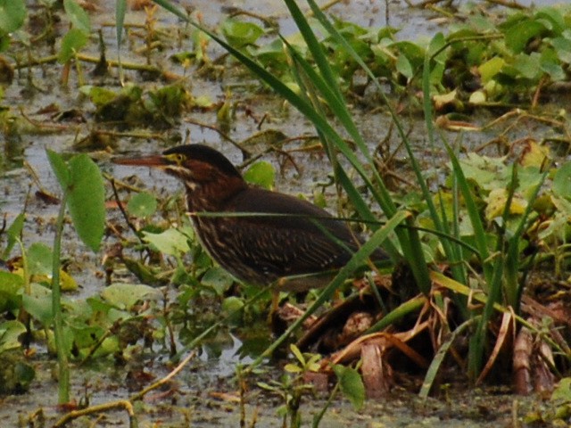 Green Heron - ML618890704