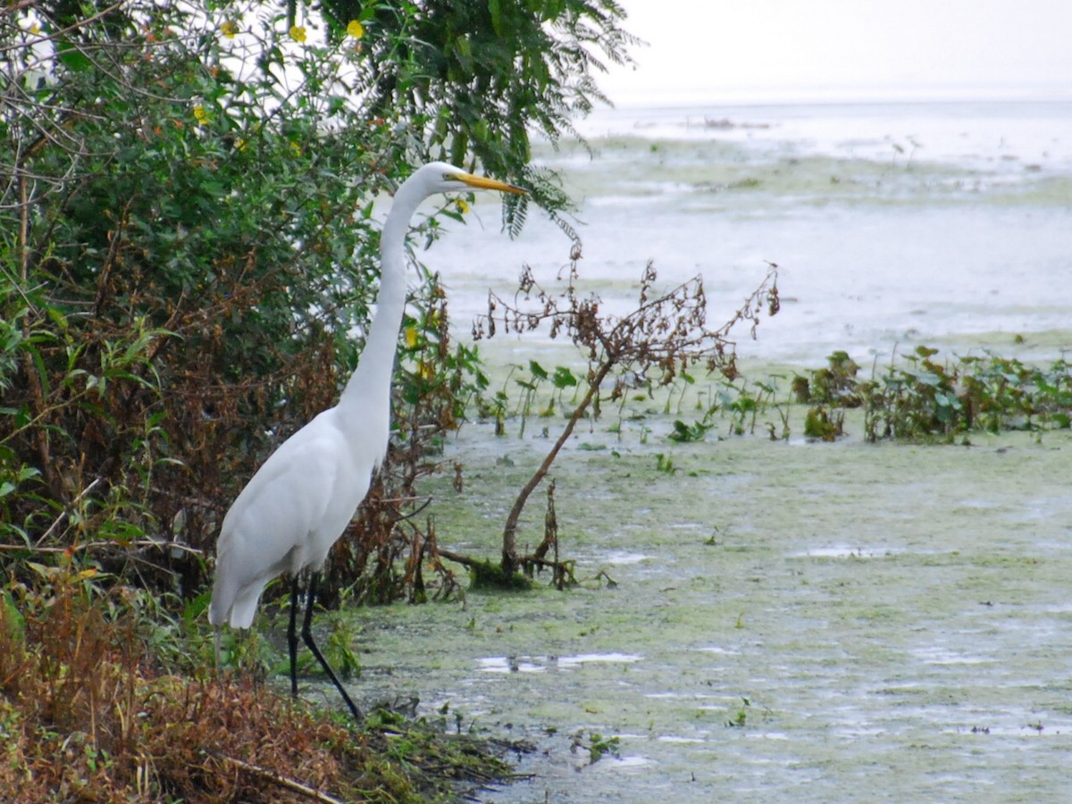 Great Egret - ML618890713