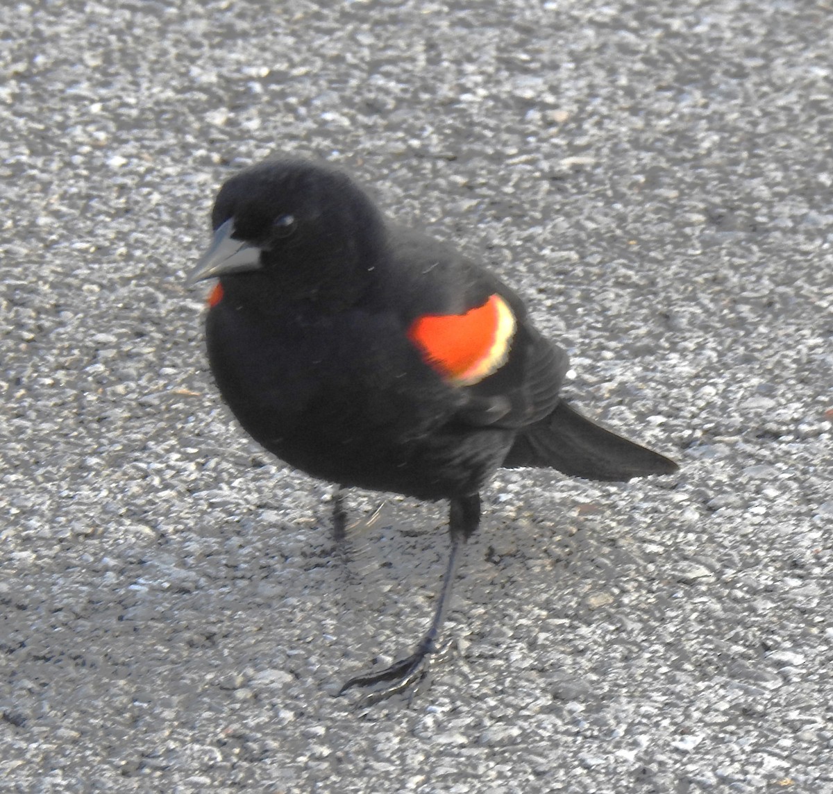 Red-winged Blackbird - Harry Colestock