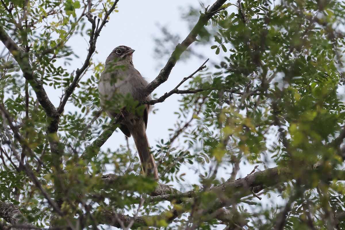 Rufous-crowned Sparrow - ML618890721