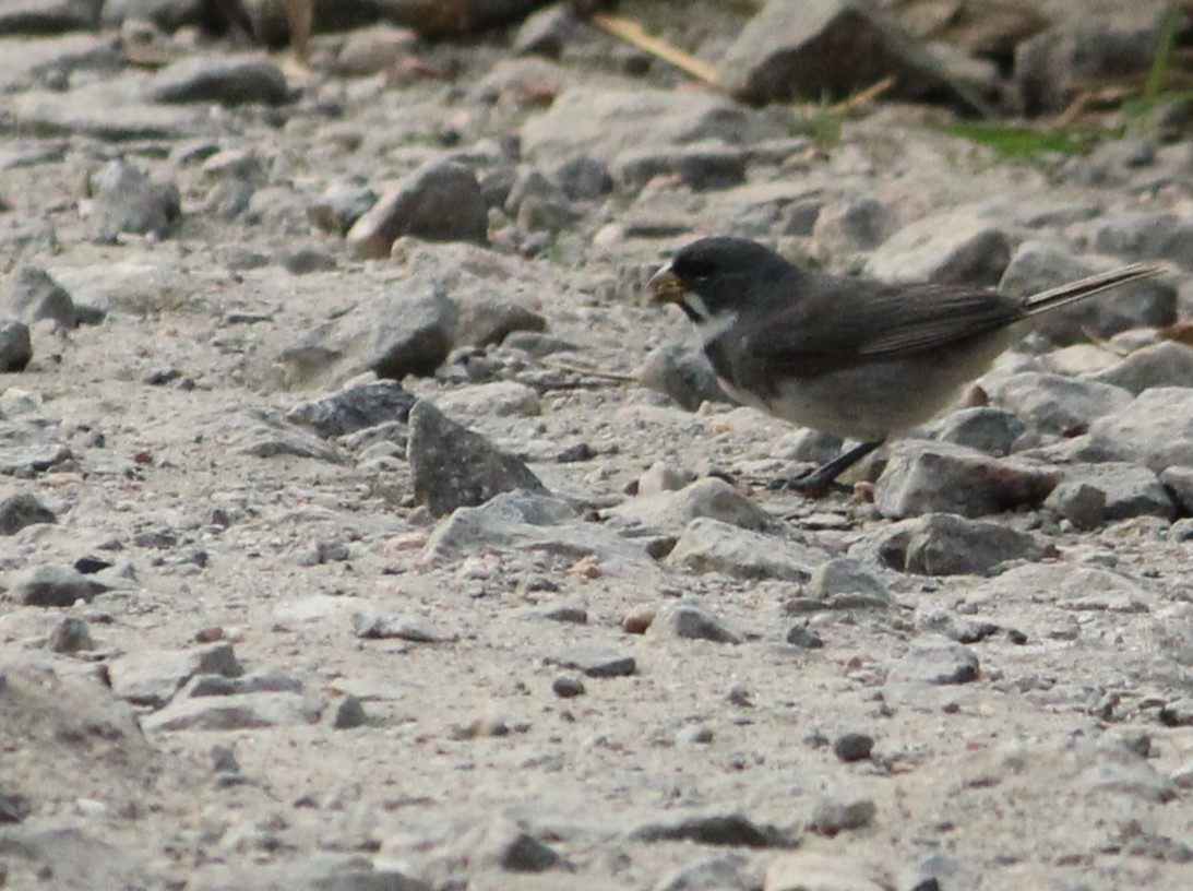 Double-collared Seedeater - ML618890727