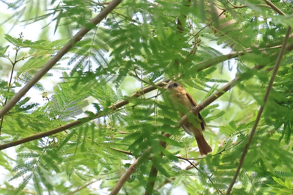 Rose-throated Becard - Vinicio Cruz