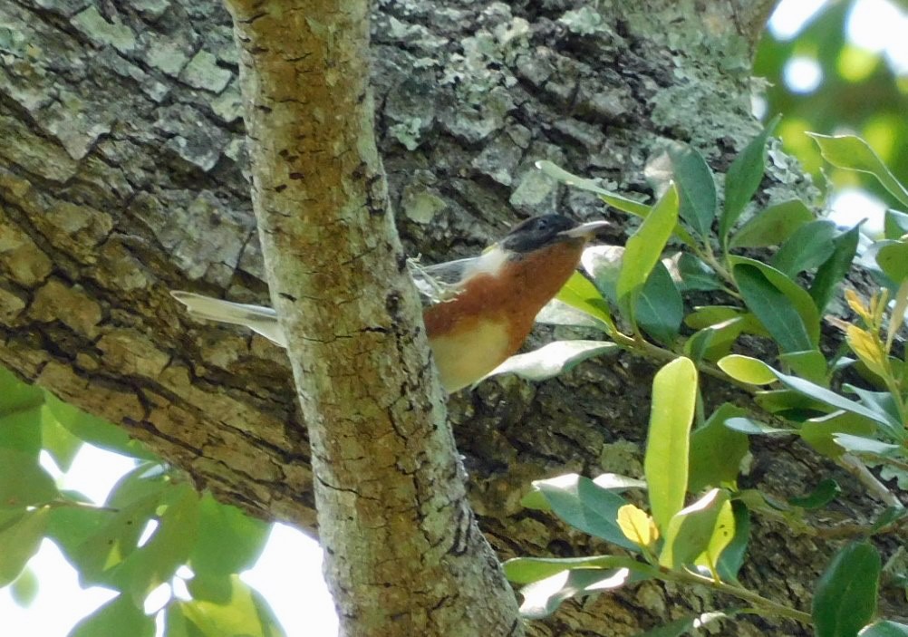 Bay-breasted Warbler - Kathy Rhodes