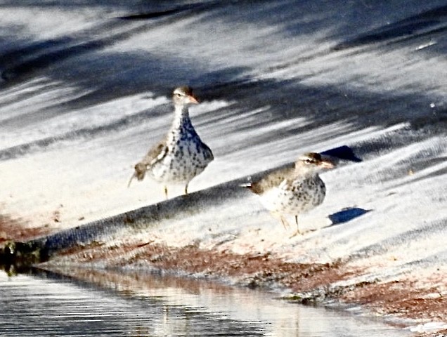 Spotted Sandpiper - Mohini Rawool-Sullivan