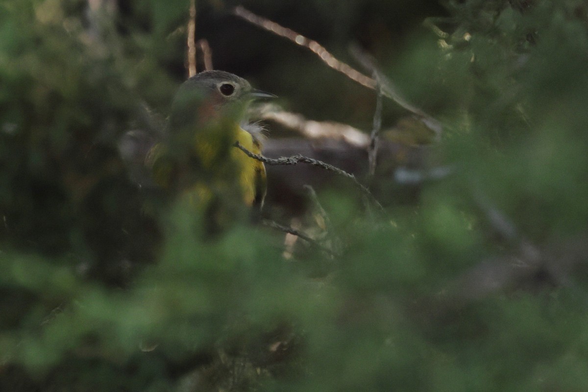 Nashville Warbler - Fernanda Araujo