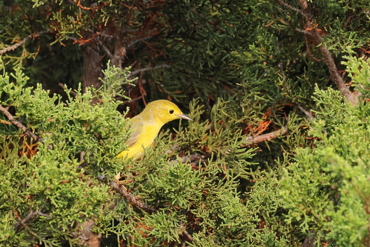 Yellow Warbler - ML618890767