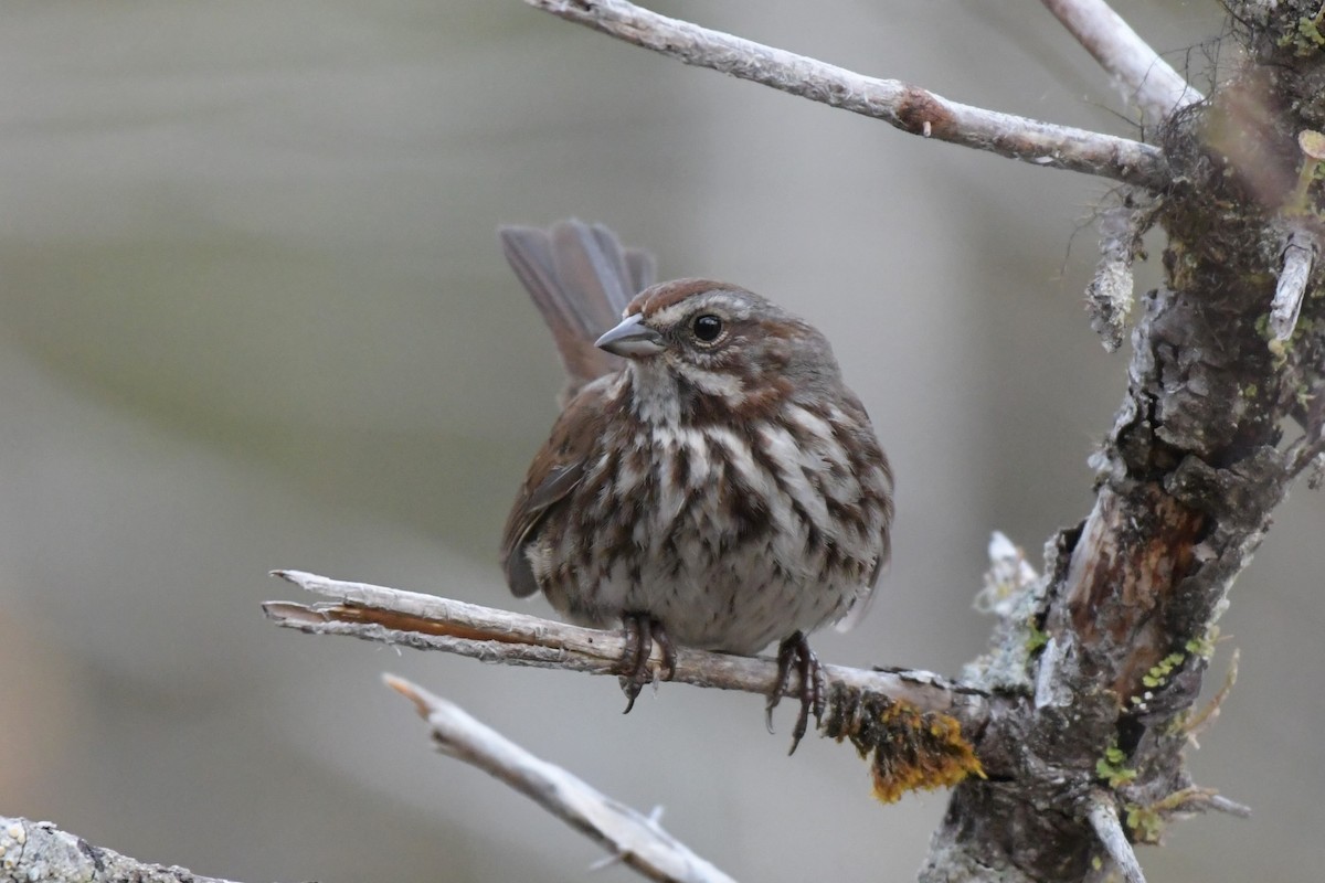 Song Sparrow - Kelly Kirkpatrick