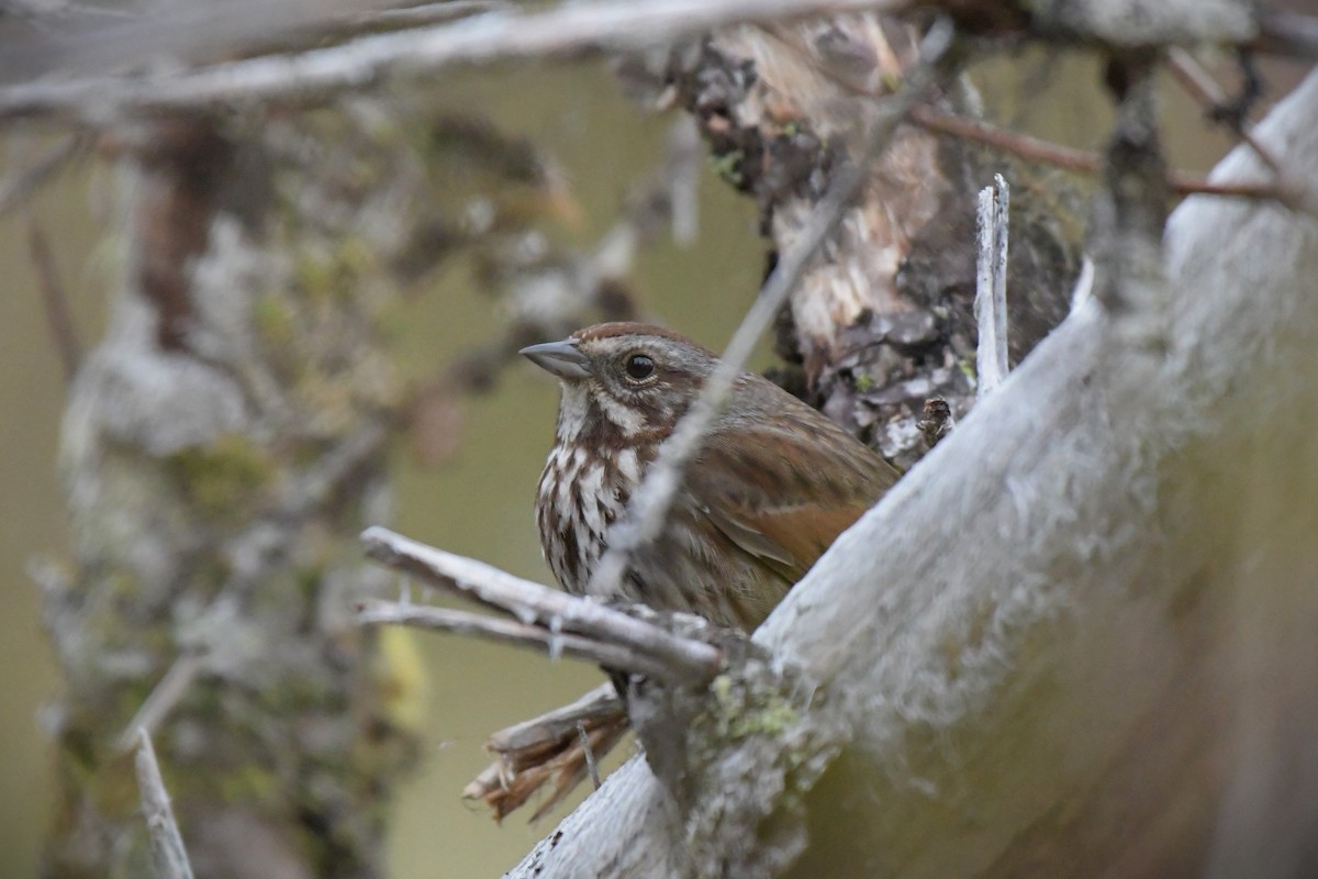 Song Sparrow - Kelly Kirkpatrick