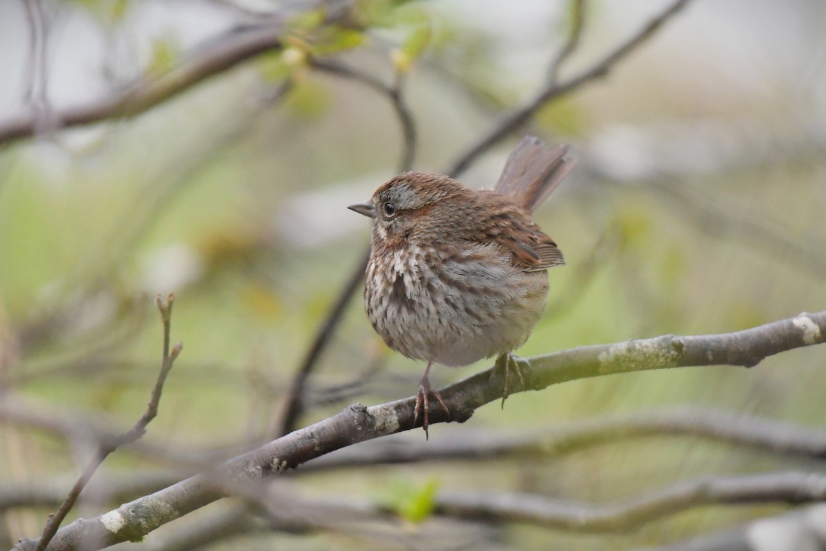 Song Sparrow - Kelly Kirkpatrick