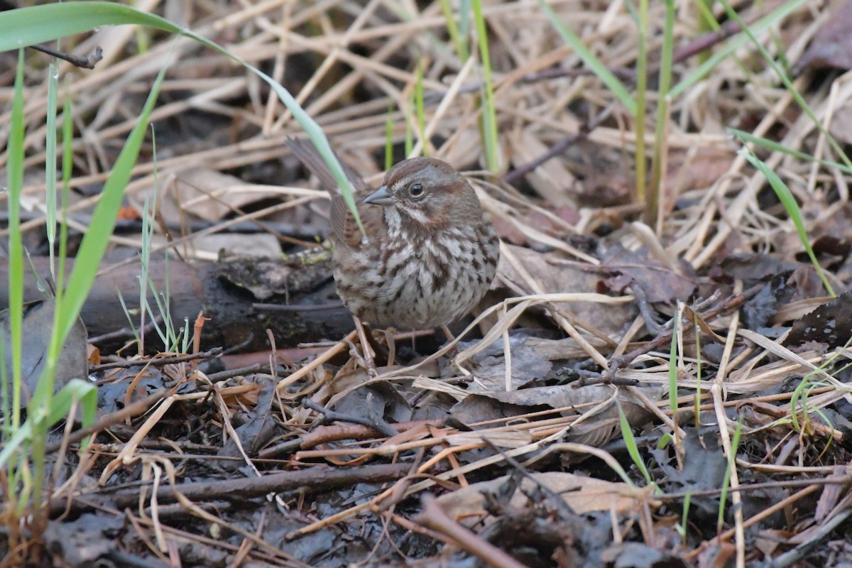 Song Sparrow - Kelly Kirkpatrick