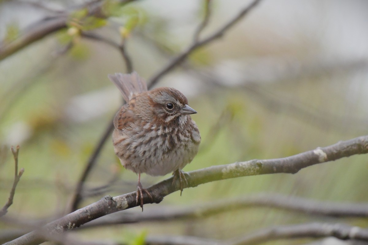 Song Sparrow - Kelly Kirkpatrick