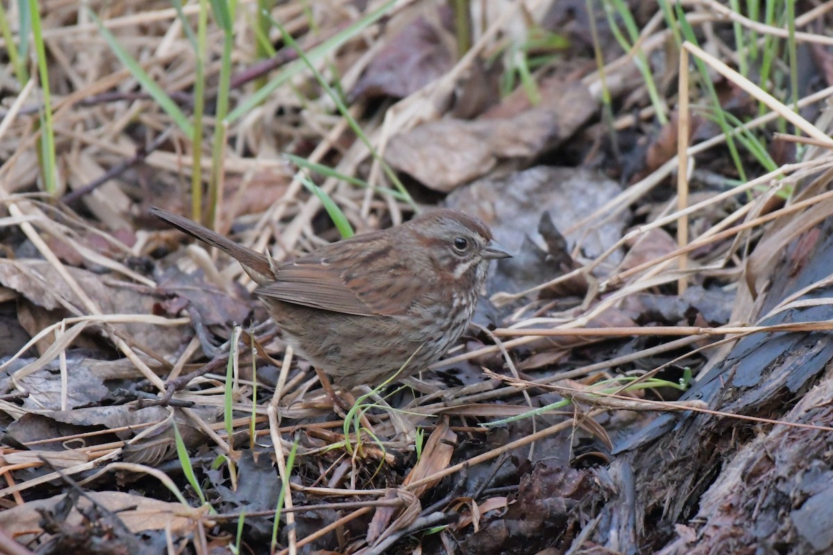 Song Sparrow - Kelly Kirkpatrick