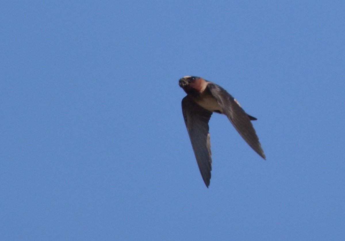 Cliff Swallow (pyrrhonota Group) - Jay Wherley