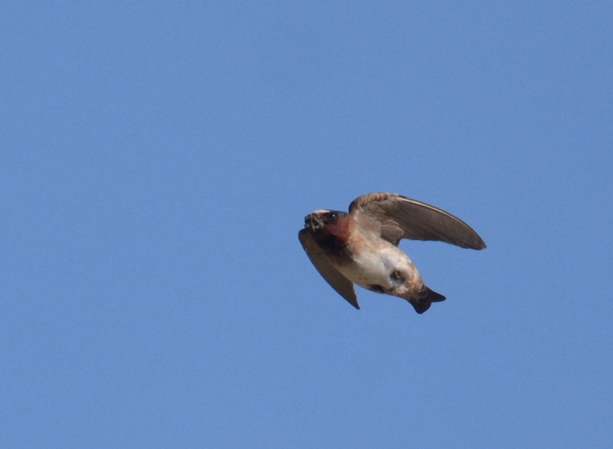 Cliff Swallow (pyrrhonota Group) - Jay Wherley