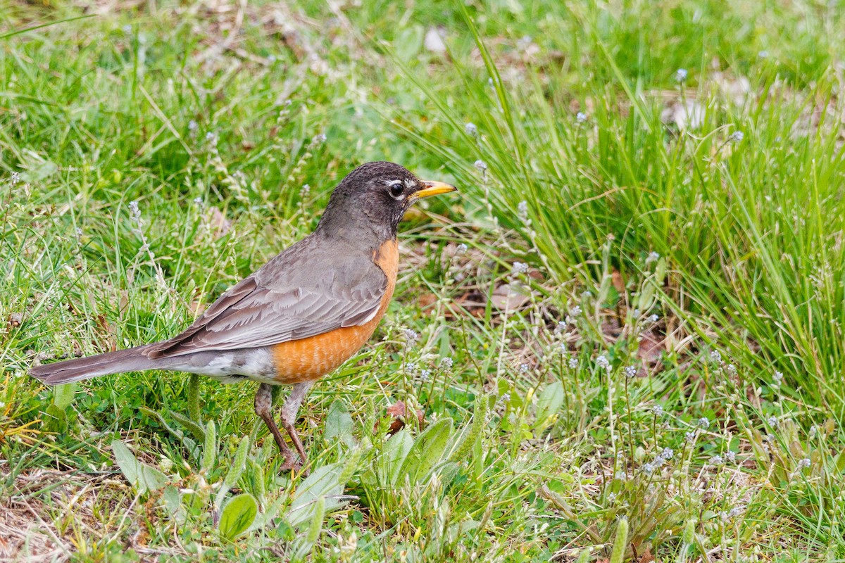 American Robin - Walter D