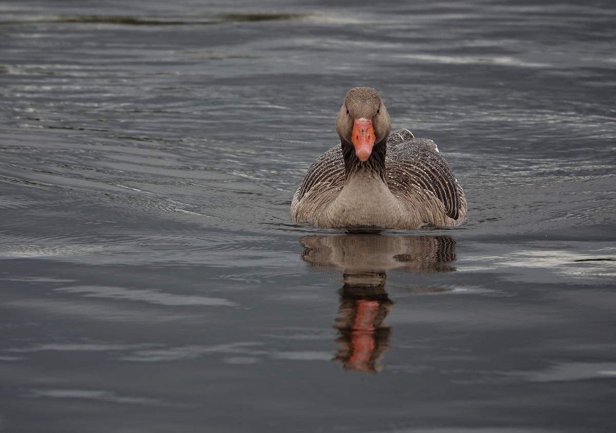 Graylag Goose - ML618890817