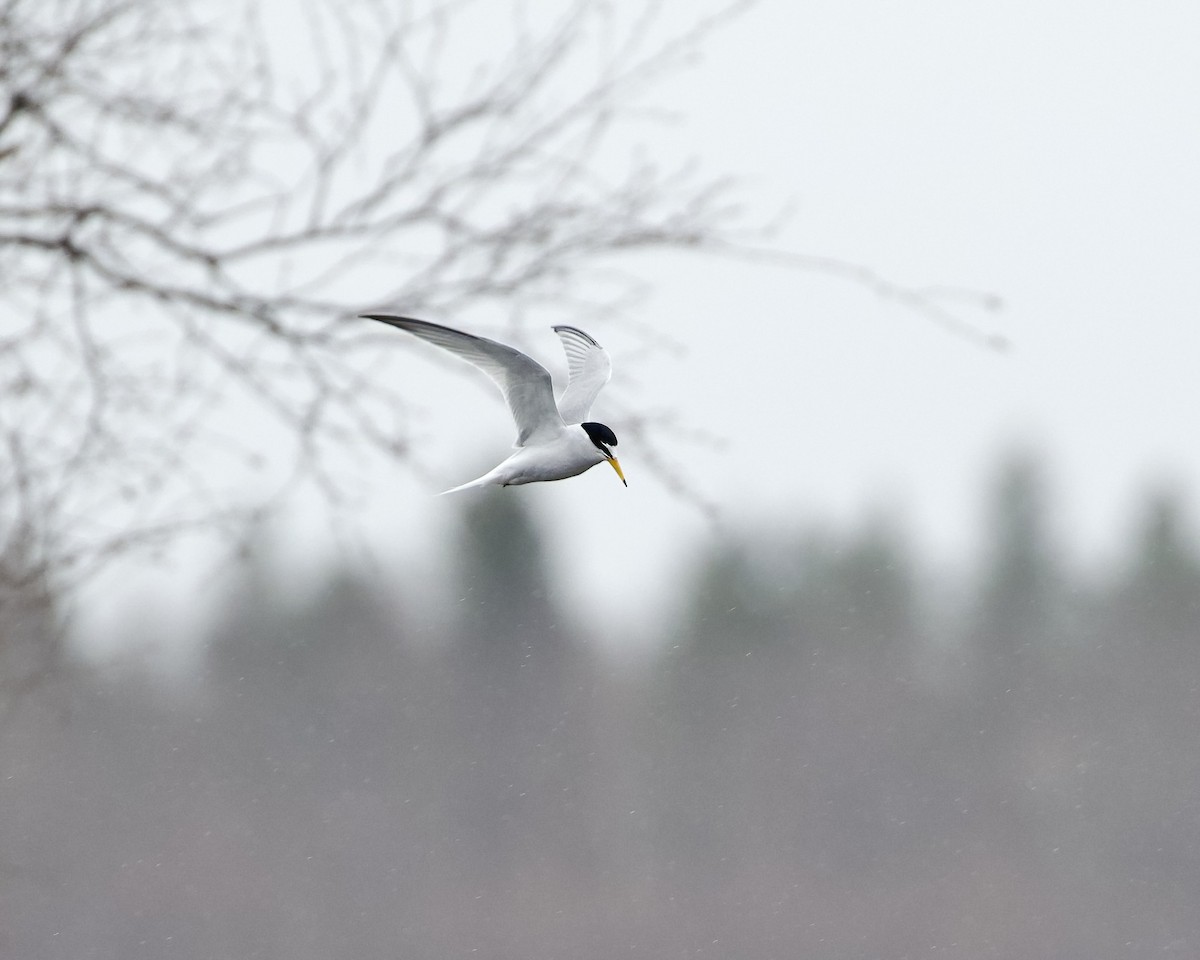 Little Tern - Terence Degan