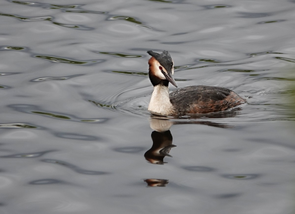 Great Crested Grebe - Claus Holzapfel