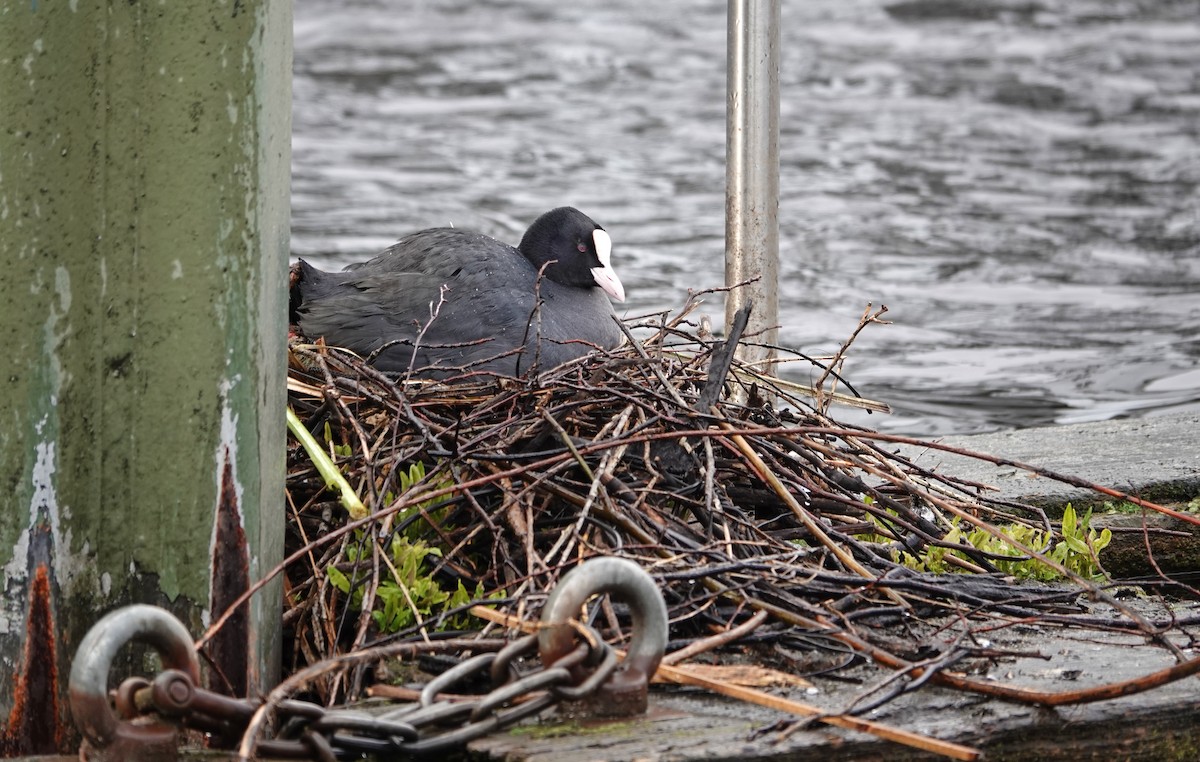 Eurasian Coot - ML618890837