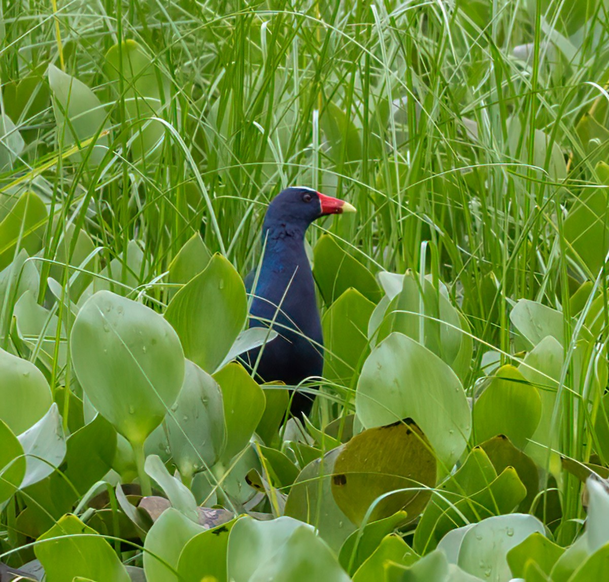 Purple Gallinule - ML618890850