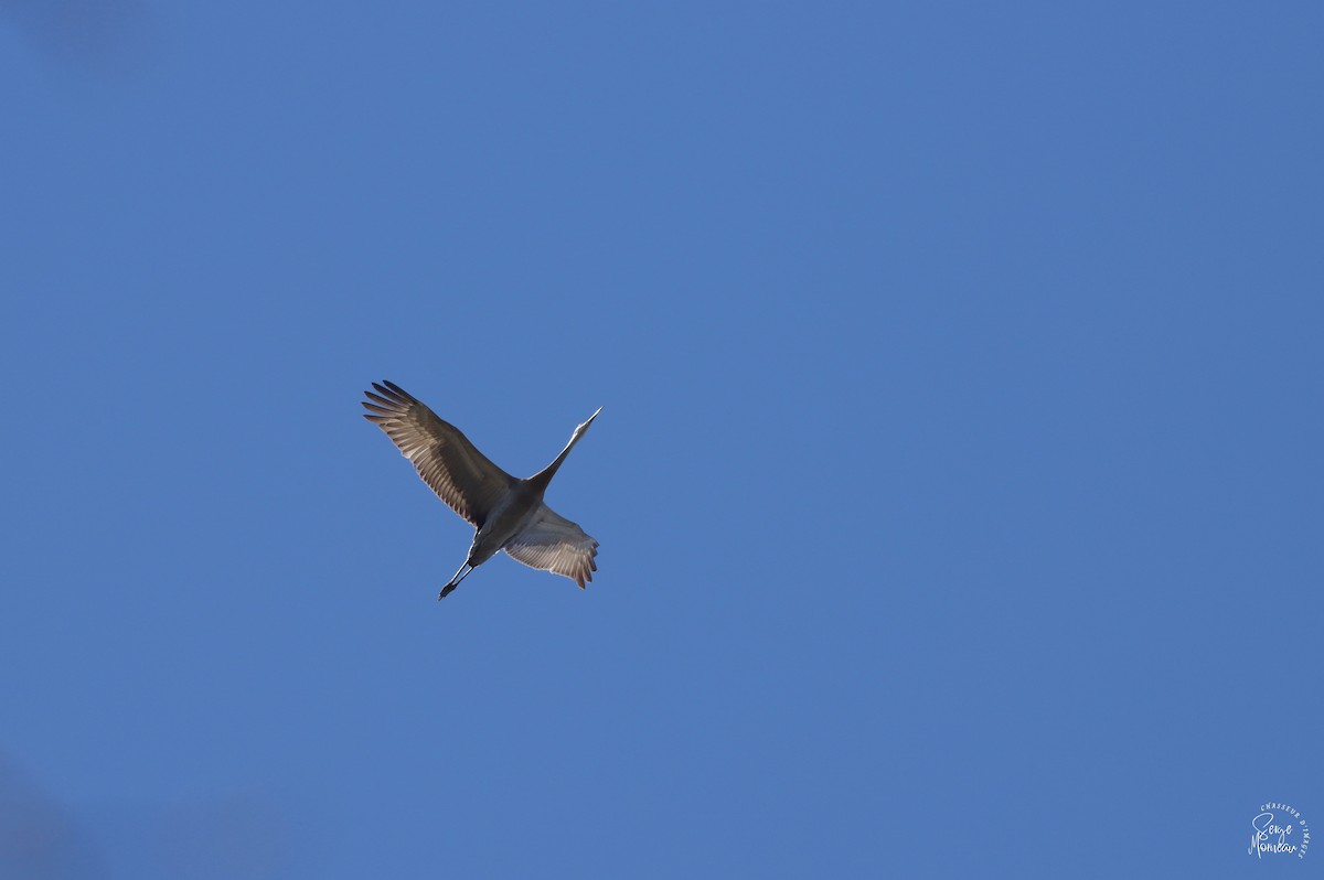 Sandhill Crane - Serge Morneau