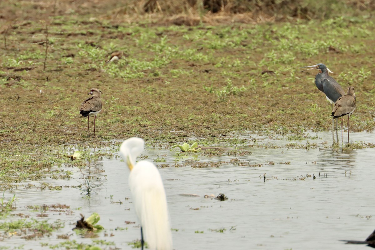 Southern Lapwing - ML618890852