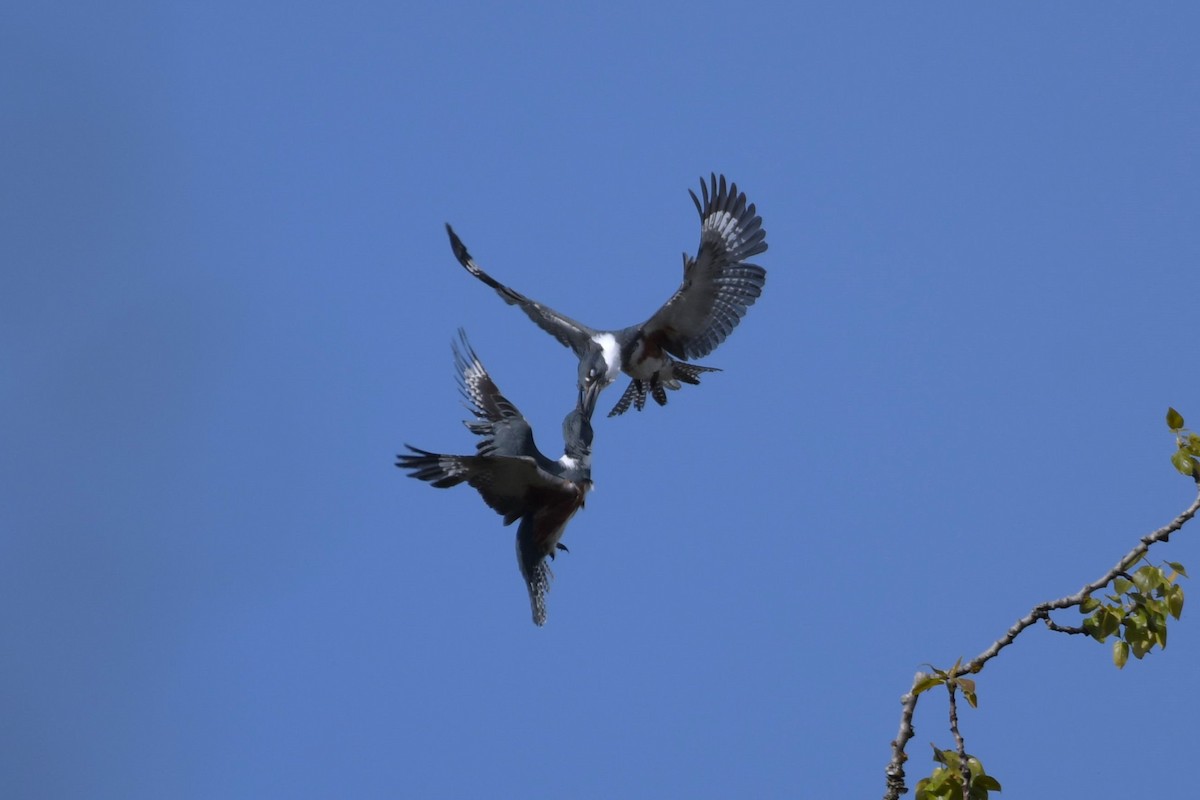 Belted Kingfisher - Kelly Kirkpatrick