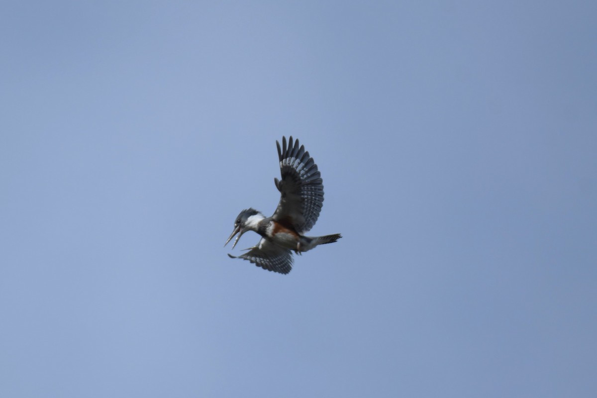 Belted Kingfisher - Kelly Kirkpatrick