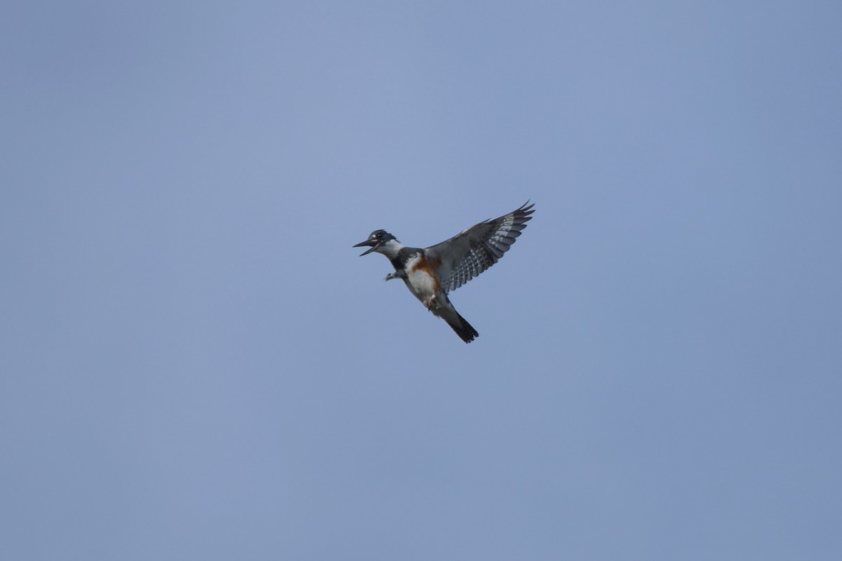 Belted Kingfisher - Kelly Kirkpatrick